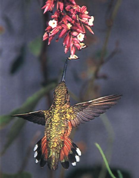 AdFem RUHU with spread tail hovering near flowers