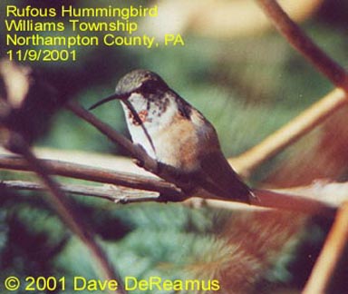Northampton Co. -- AHY Female Rufous in Williams Twnshp - AK - perched