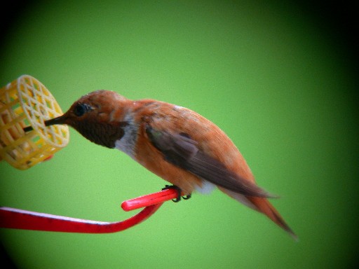 Erie Co. PA Adult Male Rufous - 'Rusty' closeup on feeder by Ben Coulter