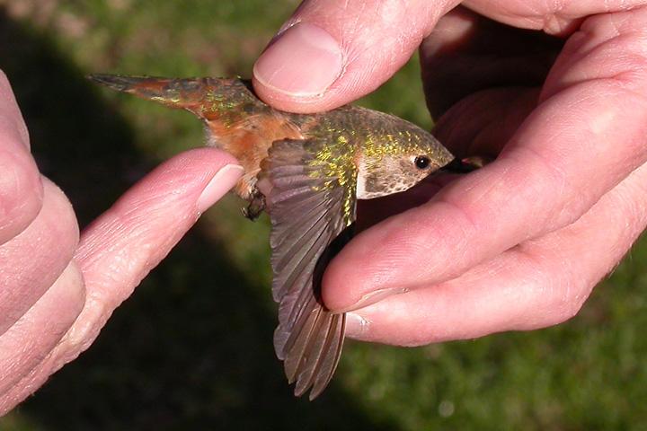 Washington Co. -- AHY Female Rufous in McDonald in-hand after capture